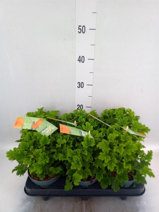 <h4>Pelargonium   ...mix smelling</h4>