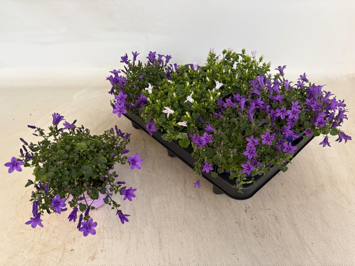 <h4>CAMP POR GEM 3 KL</h4>