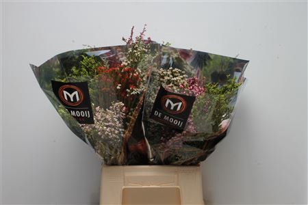 <h4>Protea overig</h4>