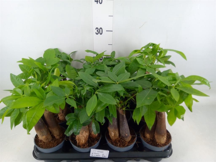 <h4>Pachira aquatica</h4>