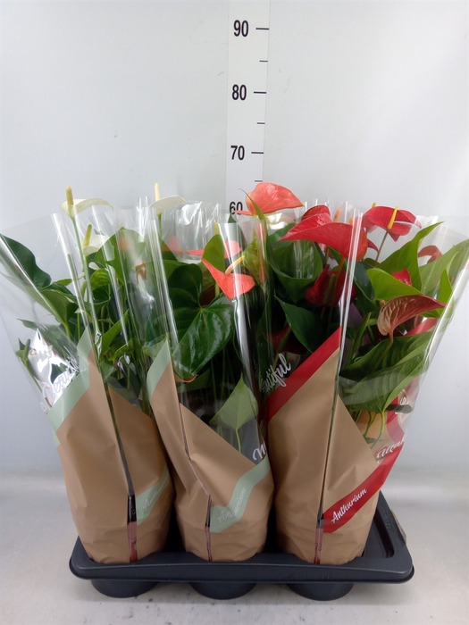 <h4>Anthurium   ...mix 4</h4>