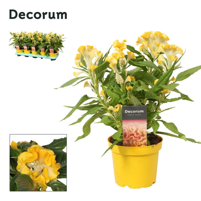 <h4>Celosia 'Hot Topic' Yellow with label | Decorum</h4>