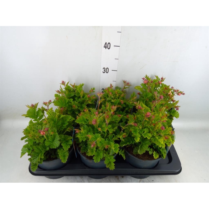 <h4>Geum rivale</h4>