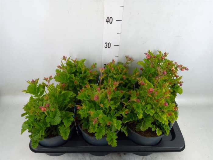 <h4>Geum rivale</h4>