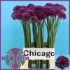 Allium Kleinbloemig JM Van Berkel