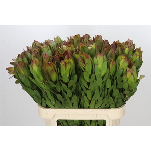 Leucadendron Goldstrike