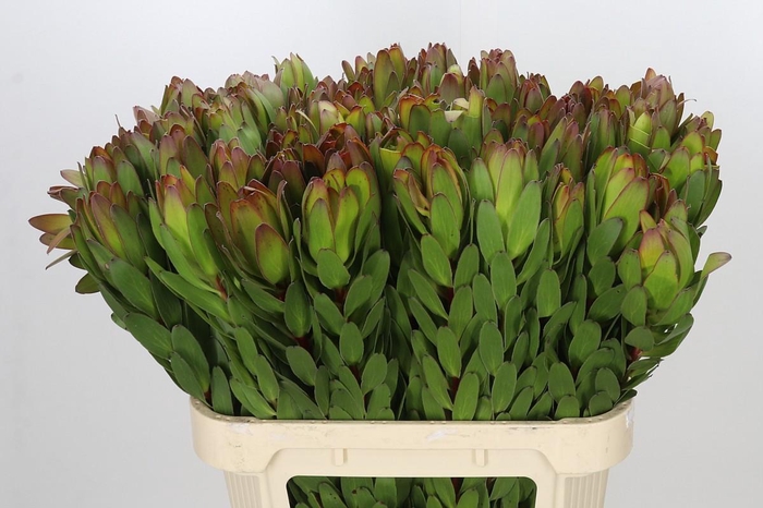 <h4>Leucadendron Goldstrike</h4>