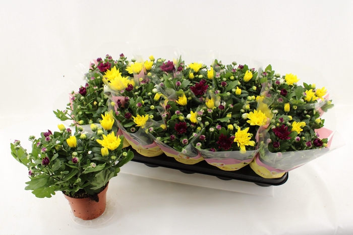 <h4>CHRYS GEM IN POT</h4>