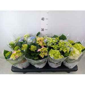 Hydrangea mac.   ...mix