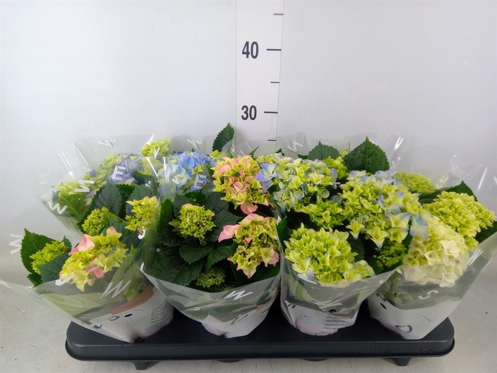 <h4>Hydrangea mac.   ...mix</h4>