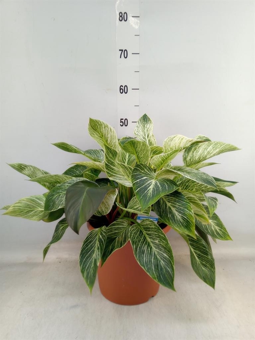 <h4>Philodendron ...</h4>