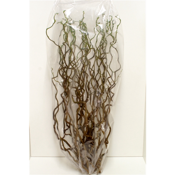 <h4>CORYLUS AVELLANA CONTORTA 100 CM X50</h4>