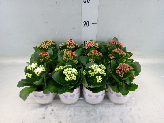 <h4>Kalanchoe blos. 'RosDon Collection'</h4>