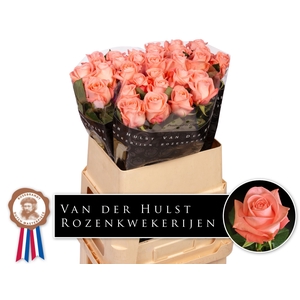 R Gr Big Girl Hulst
