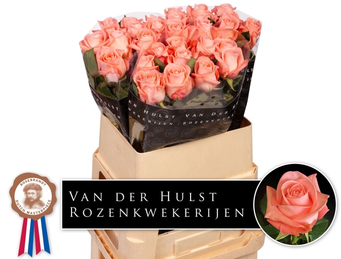<h4>R Gr Big Girl Hulst</h4>