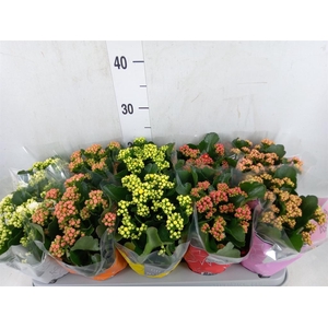 Kalanchoe blos. 'Perfecta'  ..mix 5