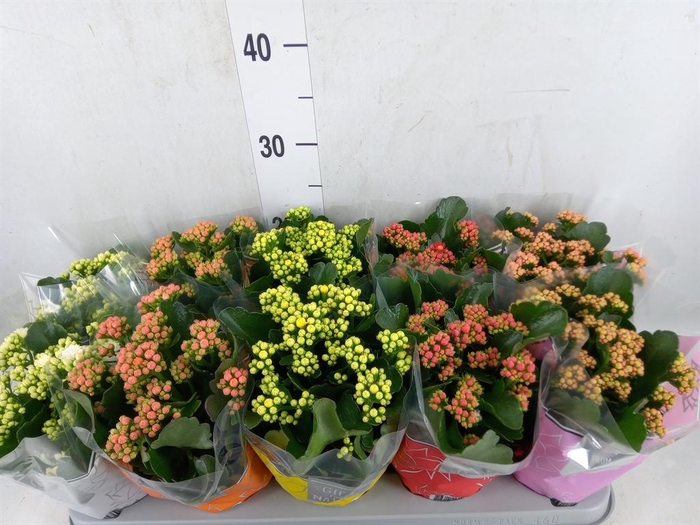 <h4>Kalanchoe blos. 'Perfecta'  ..mix 5</h4>