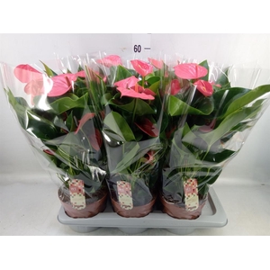 Anthurium andr. 'Melito'