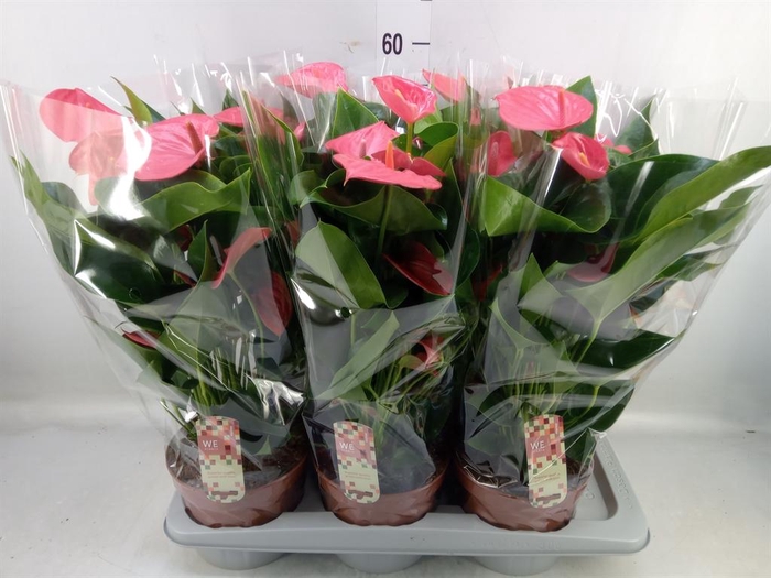 <h4>Anthurium andr. 'Melito'</h4>