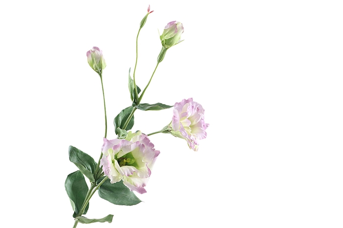 <h4>Lisianthus Lilac</h4>
