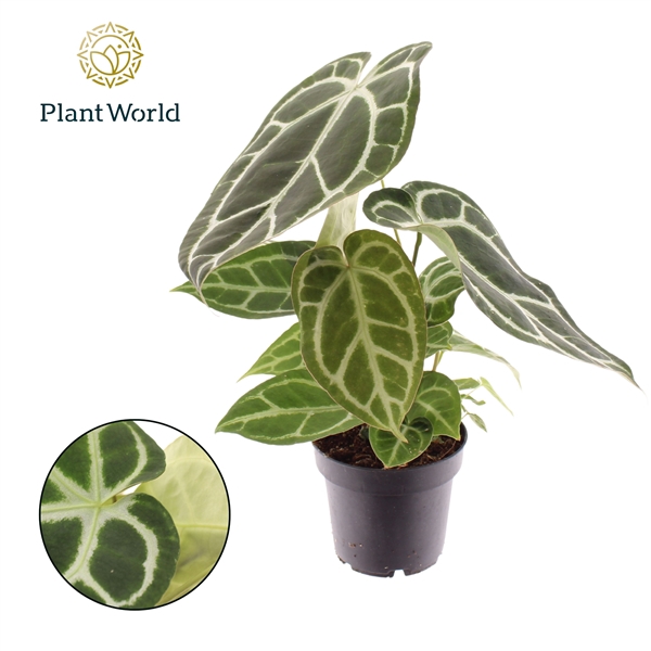 <h4>Anthurium Chrystallinum</h4>