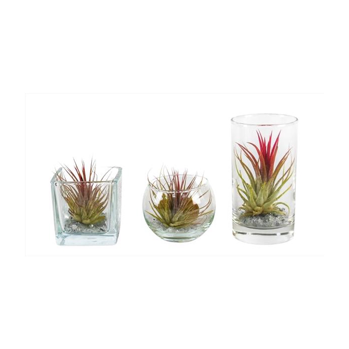 <h4>Tillandsia glas BVL mix</h4>