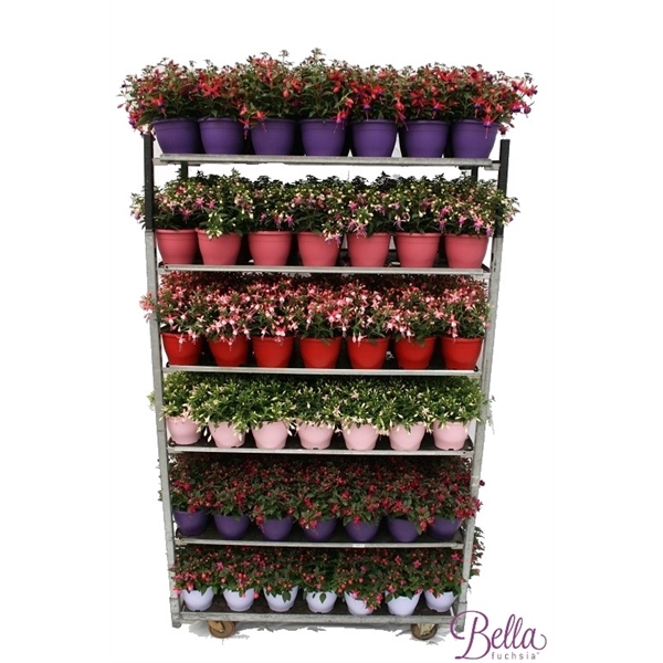 <h4>Fuchsia Bella Fuchsia mixkar</h4>
