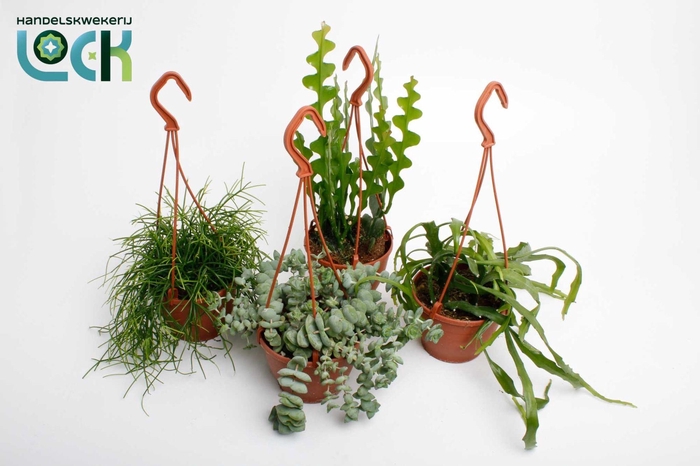 <h4>Succulenten hang mix</h4>
