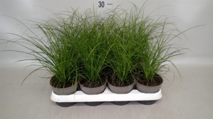 <h4>Carex brunnea</h4>