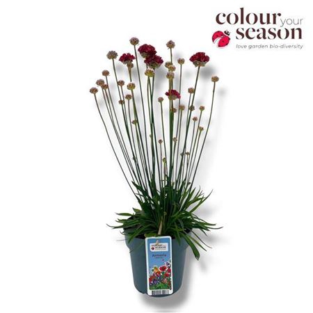 <h4>Armeria Ballerina Red</h4>