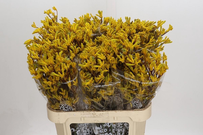 <h4>Anigozanthos Skippy Midday</h4>