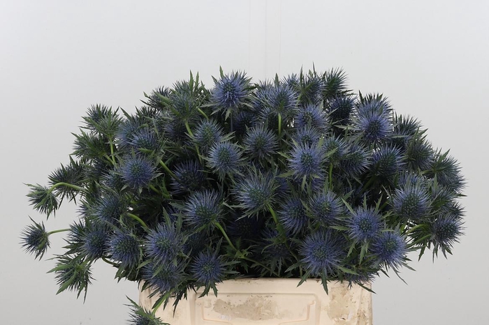 <h4>Eryn Magnetar Qstar</h4>