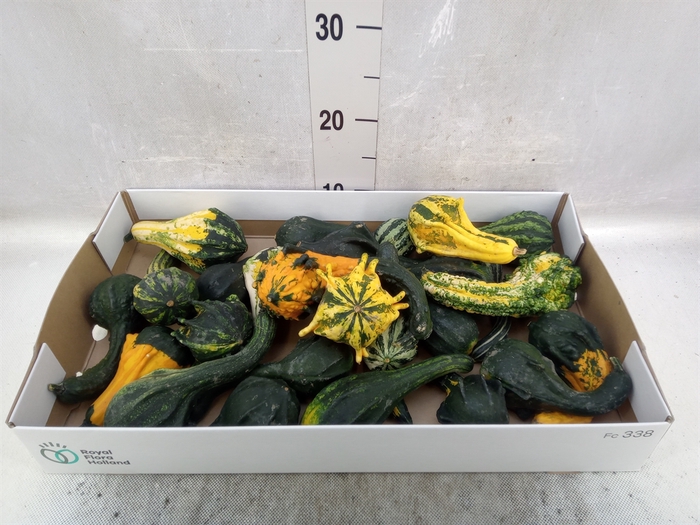 <h4>Cucurbita pepo 'Indian'   ...mix</h4>