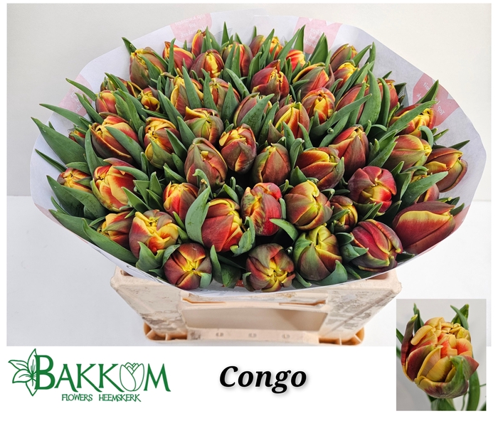 <h4>TU DU CONGO</h4>