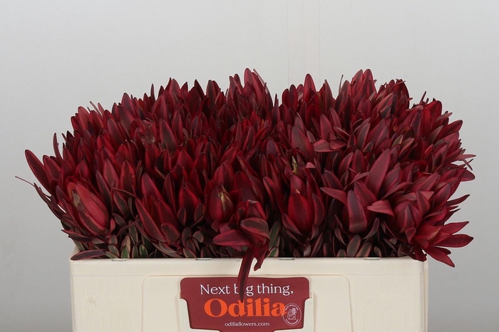 <h4>LEUCAD JESTER</h4>