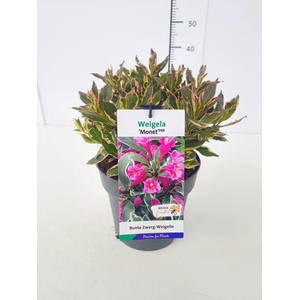Weigela overig