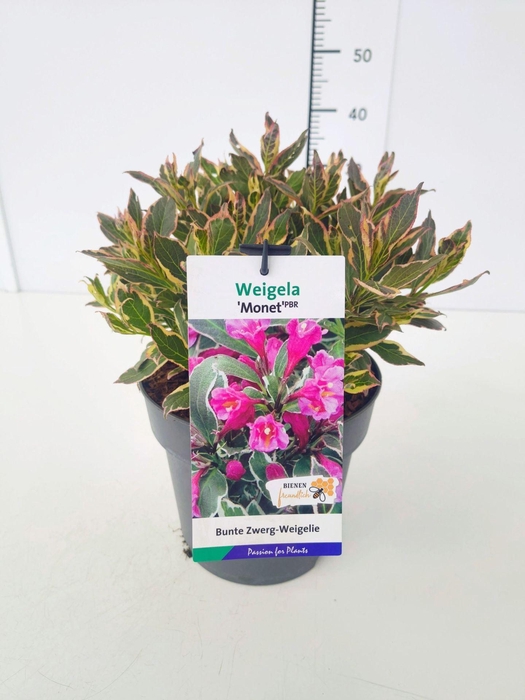 <h4>Weigela overig</h4>