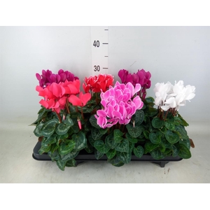 Cyclamen MD 'Macro'