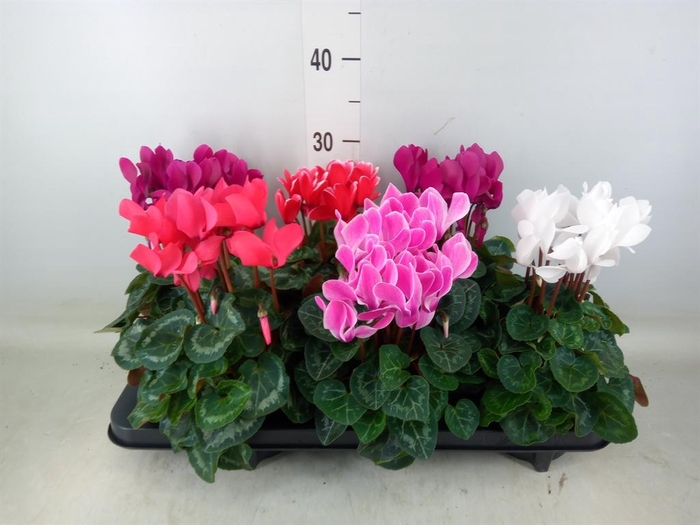 <h4>Cyclamen MD 'Macro'</h4>