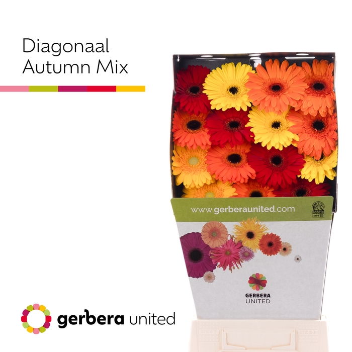 Gerbera Mix Herfst Diamond