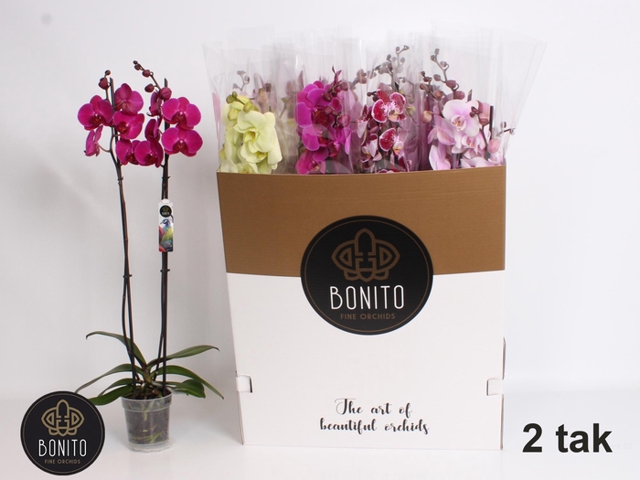 <h4>PHAL GEM 10 KL</h4>