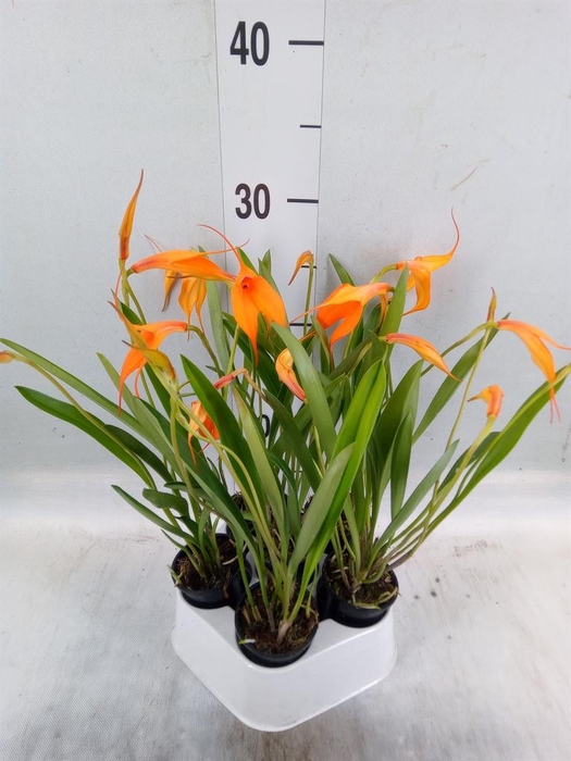 <h4>Orchideeen   ...</h4>