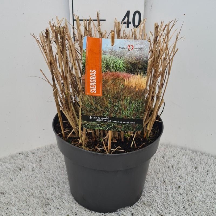 <h4>Miscanthus Sinensis Red Chief</h4>
