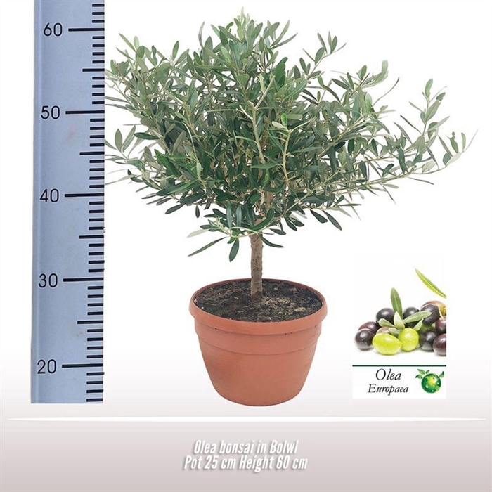<h4>Olea europaea</h4>