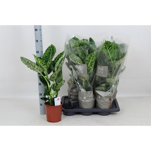 Dieffenbachia Reflector 17Ø 65cm