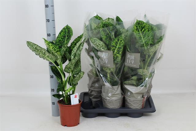 Dieffenbachia Reflector 17Ø 65cm