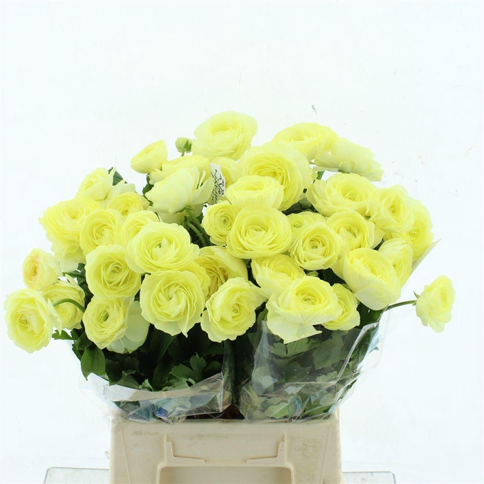 <h4>Ran Nat Moderna Limoncello</h4>