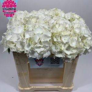 <h4>HYDR M SCHNEEBALL</h4>