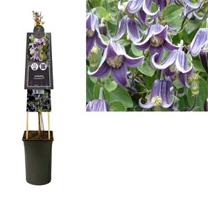 Clematis 'Fascination' PBR +3.0 label