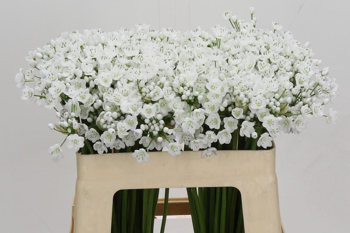 <h4>Allium Flocon</h4>